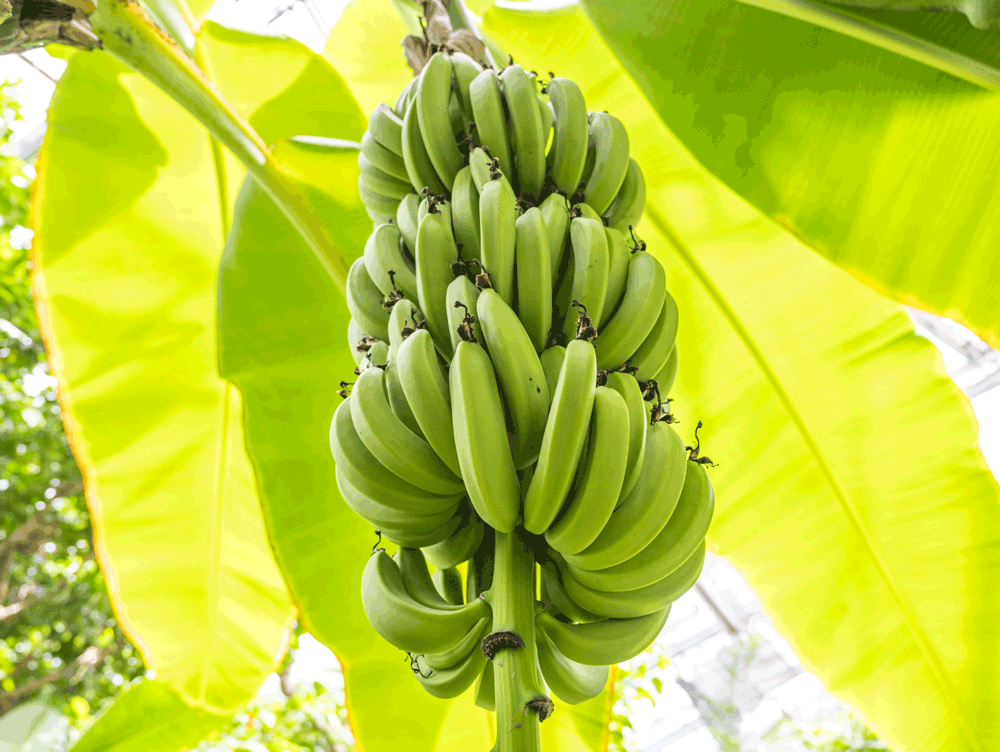 バナナ写真